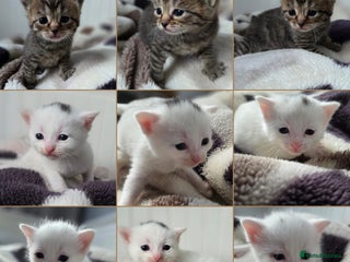 Mixed Breed cats Mixed kittens😻😽Ragdoll x domestic 🙀👌 - Advert 16