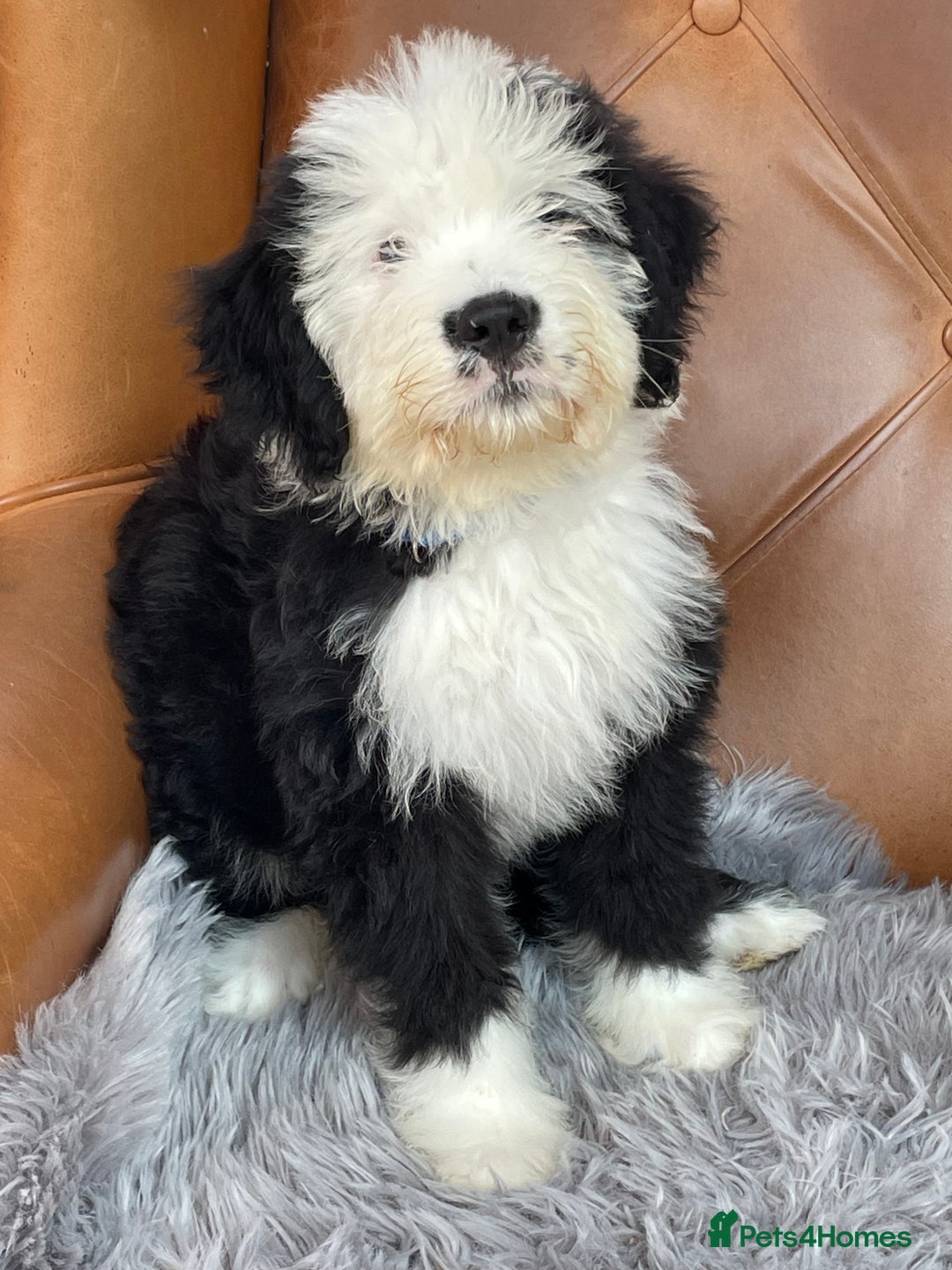 Old English Sheepdog dogs for sale: Old English sheep dog  - Image 7