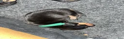 Miniature Dachshund dogs for sale: Miniature short haired Black and Tan puppies  - Advert 7