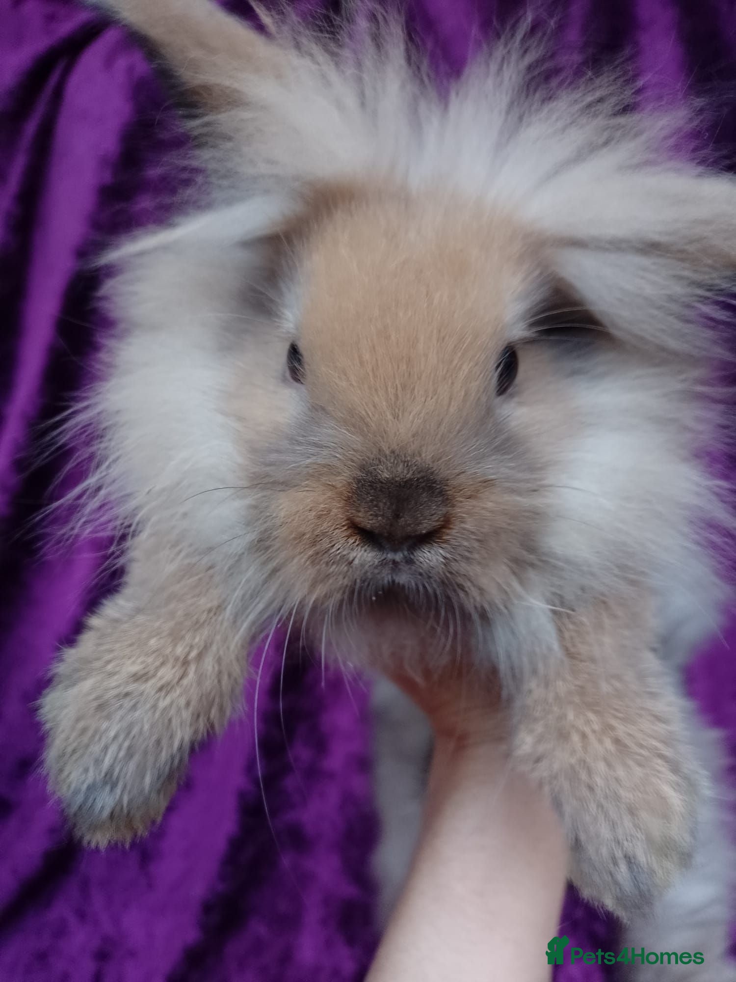 Mini Lion Lop rabbits Mini lion head lop  - Advert 2