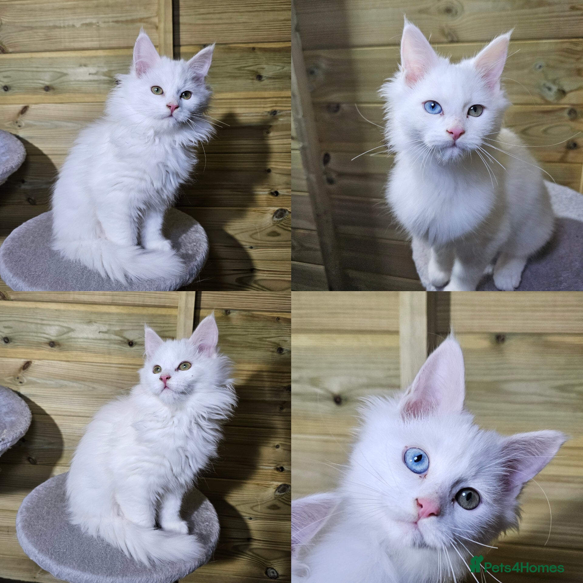 Maine Coon cats Maine coon  - Advert 5