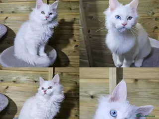 Maine Coon cats Maine coon - Advert 5