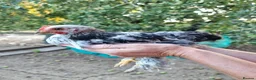 Chickens poultry for sale: Beautifully marked pekin bantam cross chicks in Rugby - Advert 10