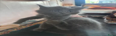 Mixed Breed Kitten 4