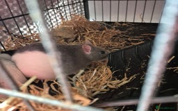 Rat rodents for sale: 4 mini rats  - Image 3