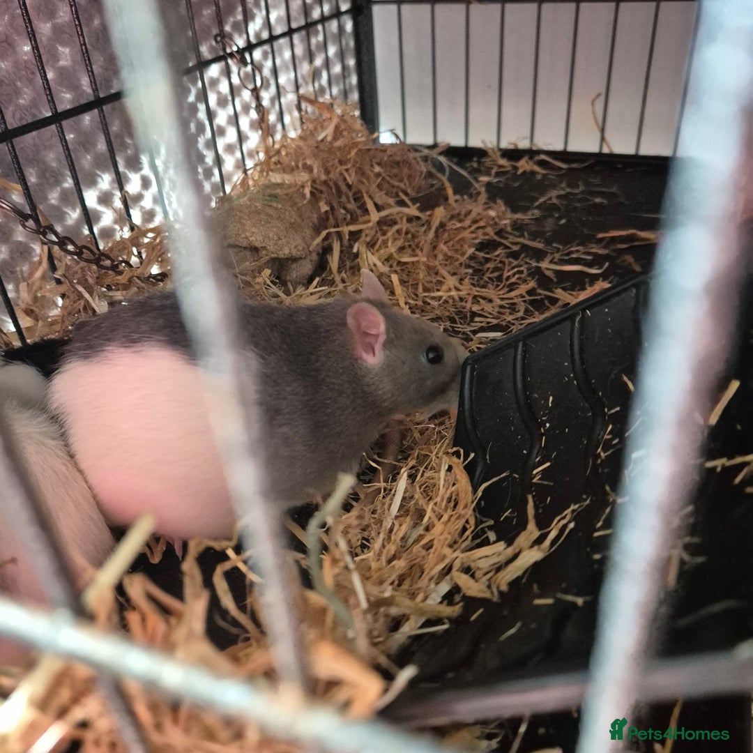 Rat rodents for sale: 4 mini rats  - Image 3
