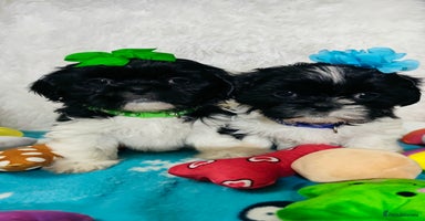 Shih Tzu dogs - Advert 4