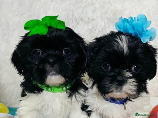 Shih Tzu dogs - Advert 6