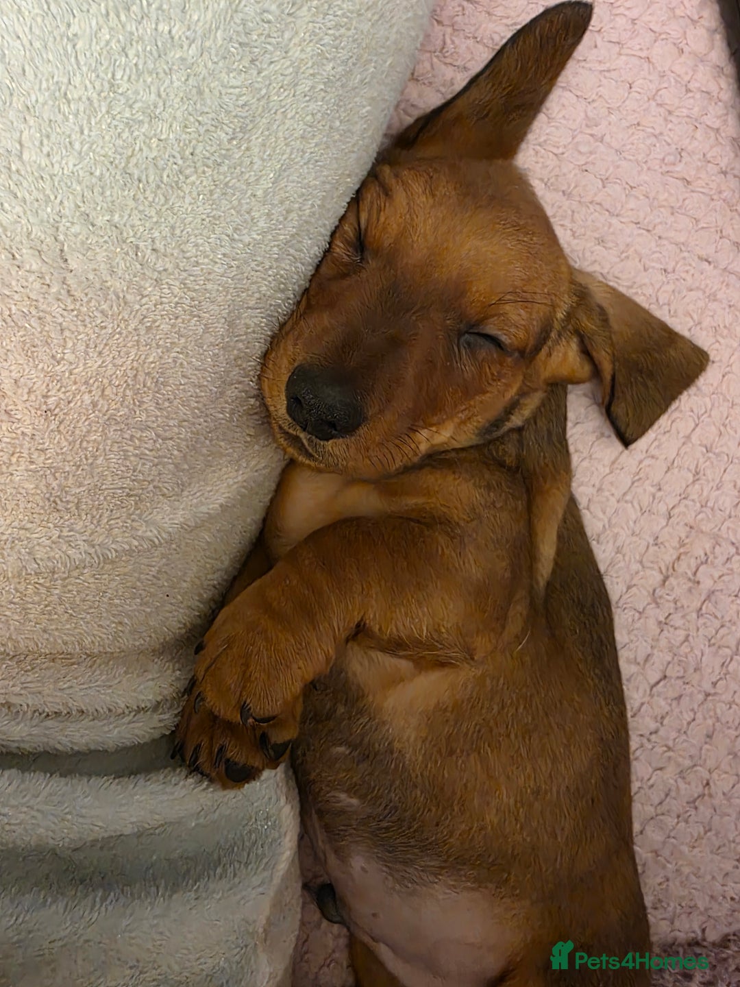 Miniature Dachshund dogs for sale: Miniture dashaunds  - Advert 10