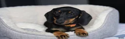 Miniature Dachshund dogs for sale: KC Miniature Dachshund puppies  - Advert 18