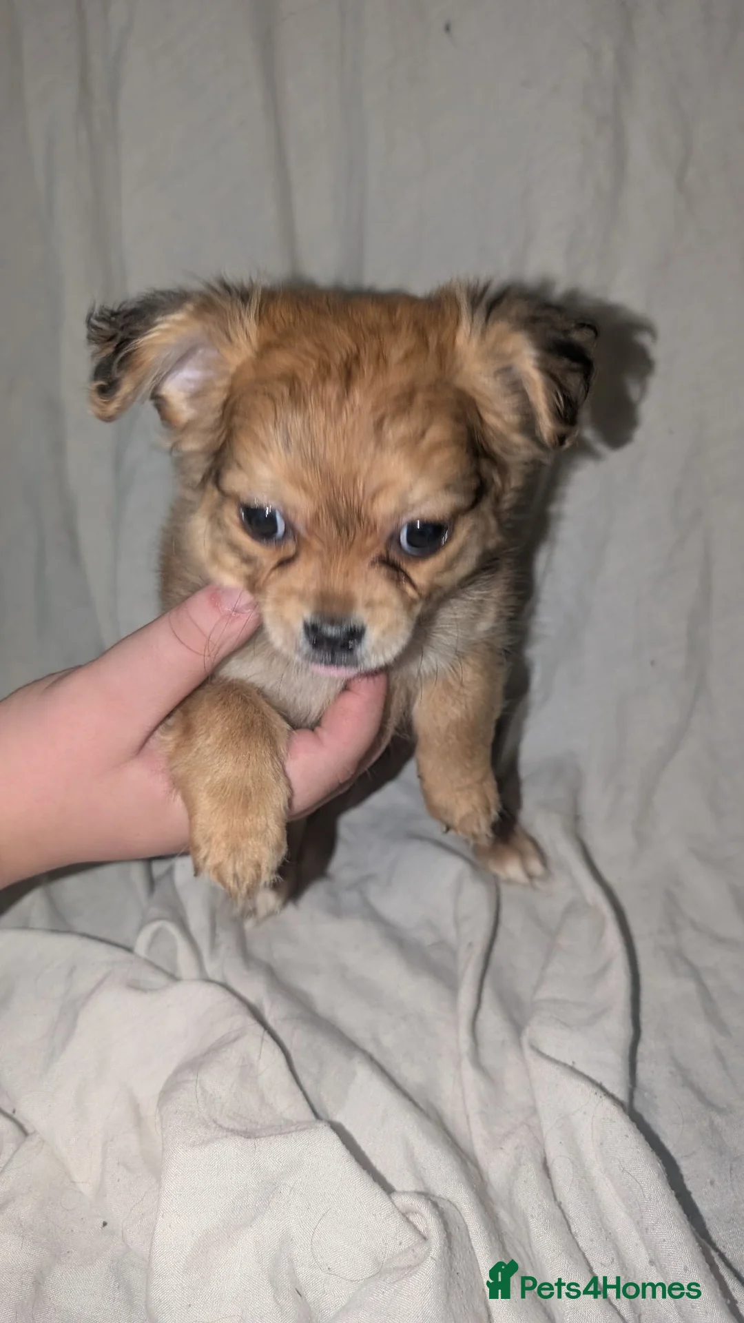Mixed Breed dogs for sale: Chihuahua x shih Tzu - Advert 2