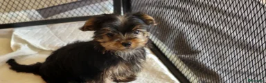 Yorkshire Terrier 4