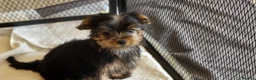 Yorkshire Terrier dogs for sale: Stunning Yorkshire Terrier puppies.  - Advert 19