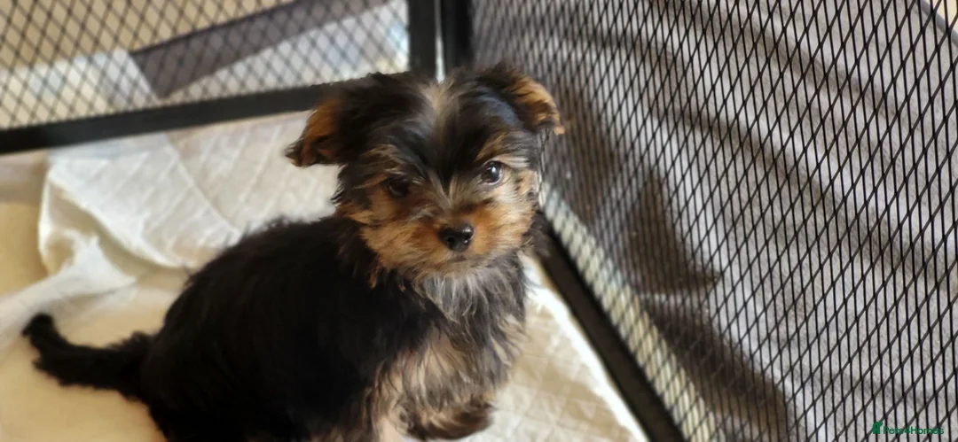 Yorkshire Terrier dogs for sale: Stunning Yorkshire Terrier puppies.  - Advert 13