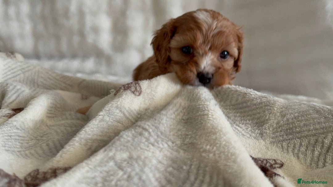Cavapoo dogs for sale: ⭐️ Black & Tan Female Toy Cavapoo ⭐️ - Image 12