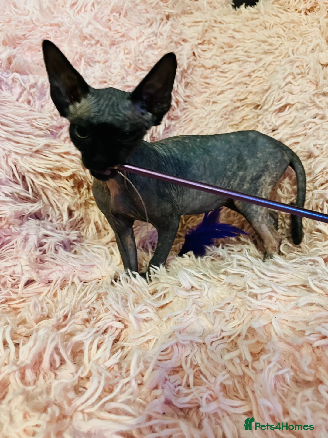 Sphynx cats for sale: Adorable Sphynx Kittens - Advert 4