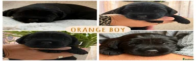 Orange boy 