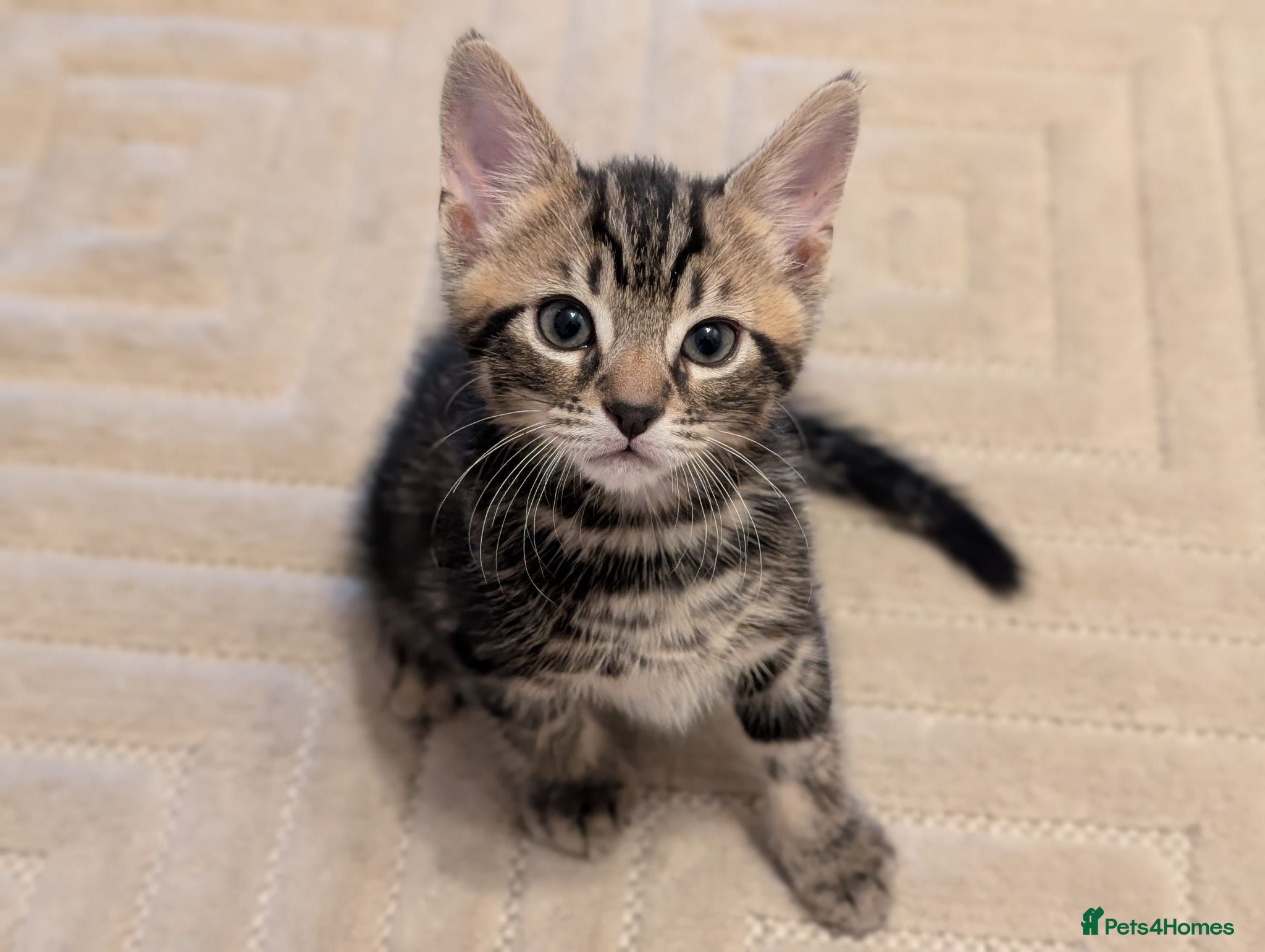 Mixed Breed cats Adorable kittens available  - Advert 2