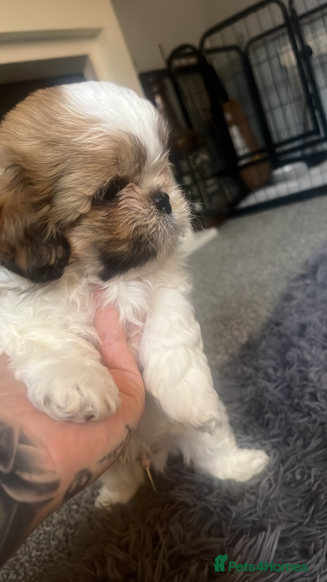 Shih Tzu Puppies for sale in Newcastle upon Tyne, Tyne and Wear