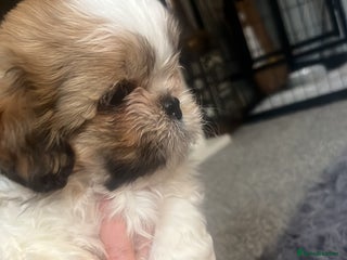 Malshi dogs - Advert 9