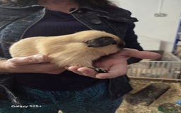 Guinea Pig rodents for sale: Lunkarya Guinea Pig Babies - Image 4