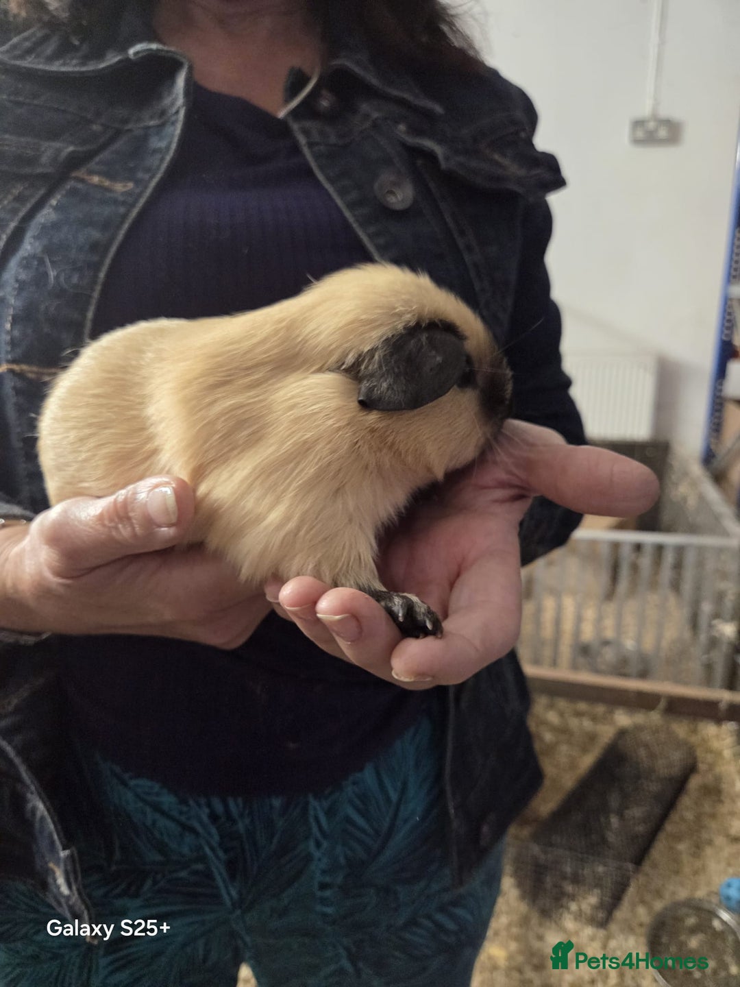 Guinea Pig rodents for sale: Lunkarya Guinea Pig Babies - Image 4