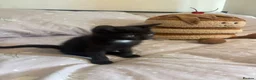Domestic Shorthair cats for sale: 3 black kittens  - Advert 17
