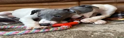 Mixed Breed dogs for sale: 🐾Reduced🐾READY NOW!!Italian x whippet pups! - Advert 4