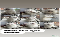 Scottish Fold cats for sale: Pedigree Scottish Fold & Straight kittens  - Image 7