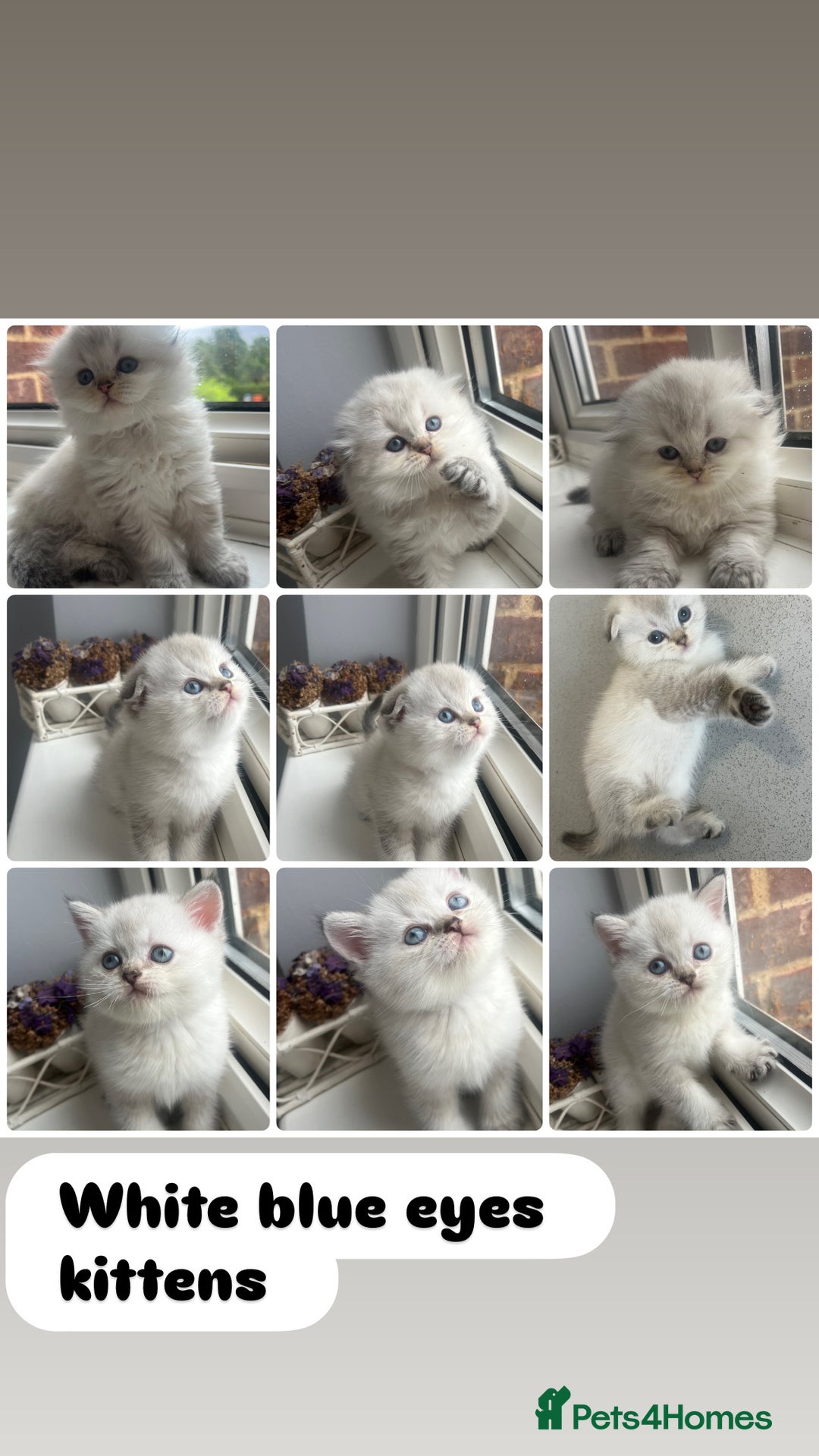 Scottish Fold cats for sale: Pedigree Scottish Fold & Straight kittens  - Image 7