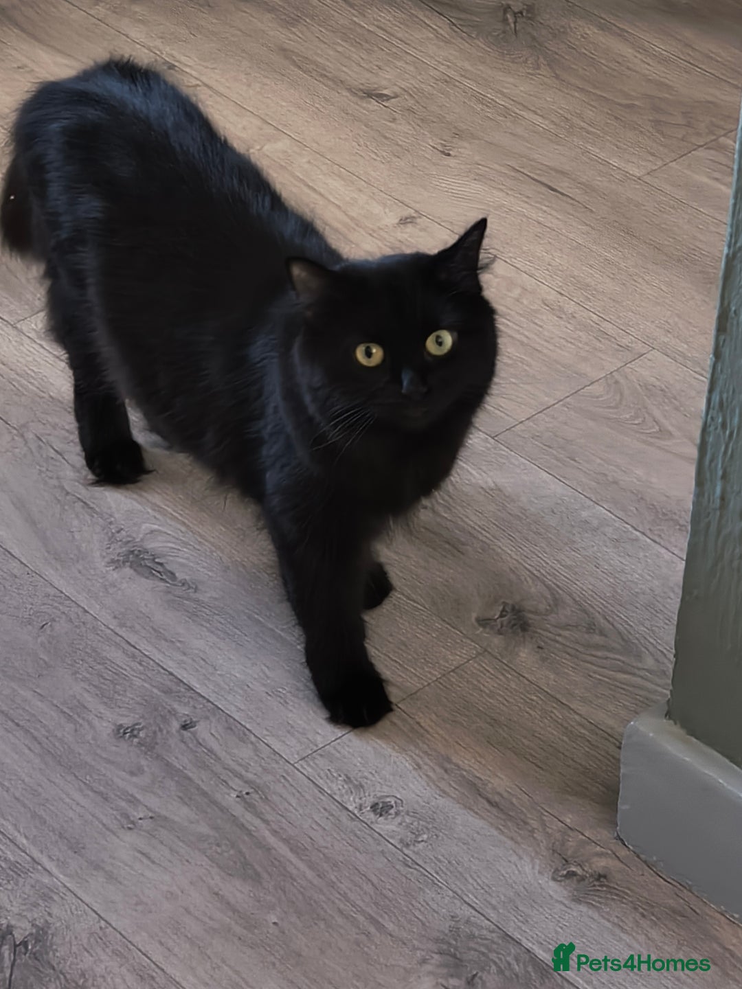 Persian cats for sale: Exotic Persian x ragx - Image 7