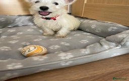 West Highland Terrier dogs for sale: Beautiful west highland terriers puppys - Image 17