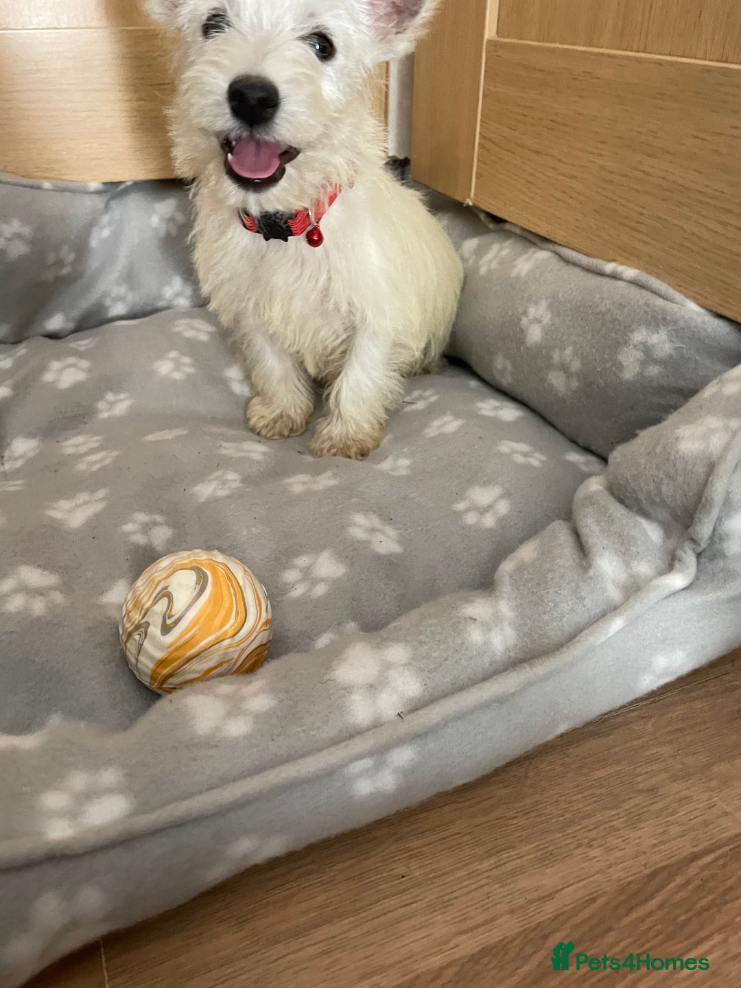 West Highland Terrier dogs for sale: Beautiful west highland terriers puppys - Image 17