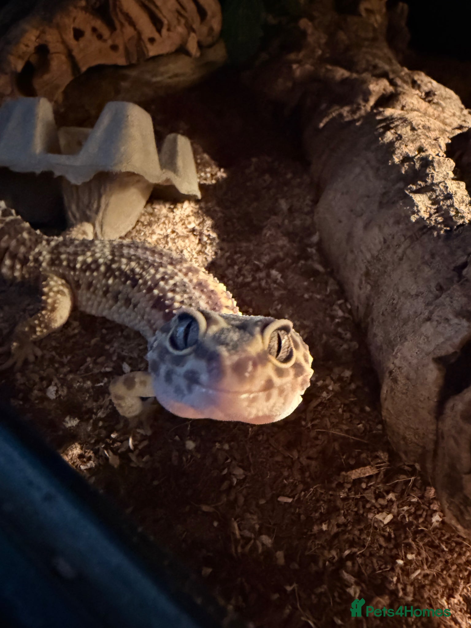 Gecko reptiles for sale: 2 leopard geckos with tanks and full set ups - Advert 1
