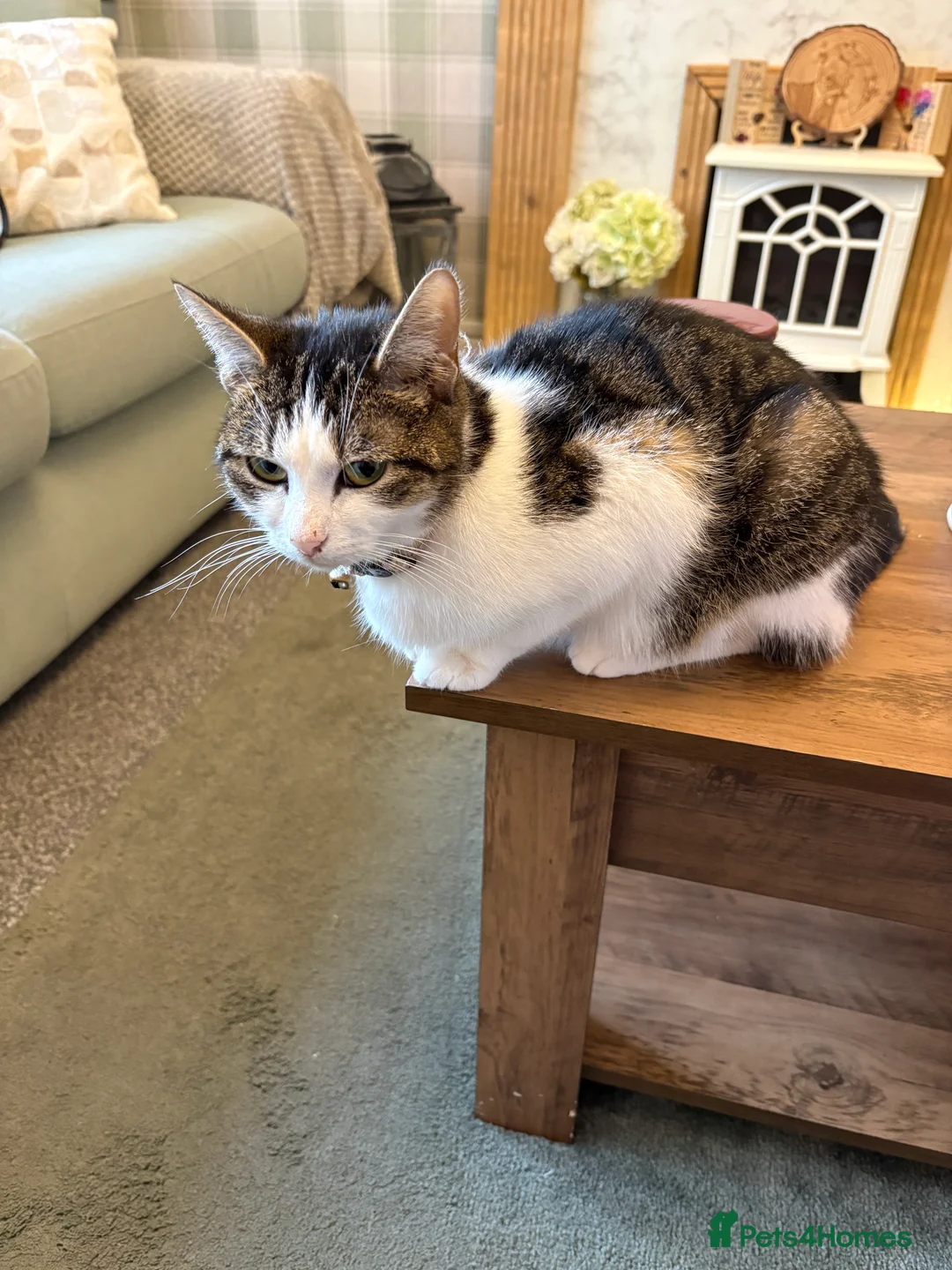 Domestic Shorthair cats for sale: Black kittens in Cwmbran - Advert 1