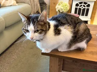 Domestic Shorthair cats Black kittens - Advert 2