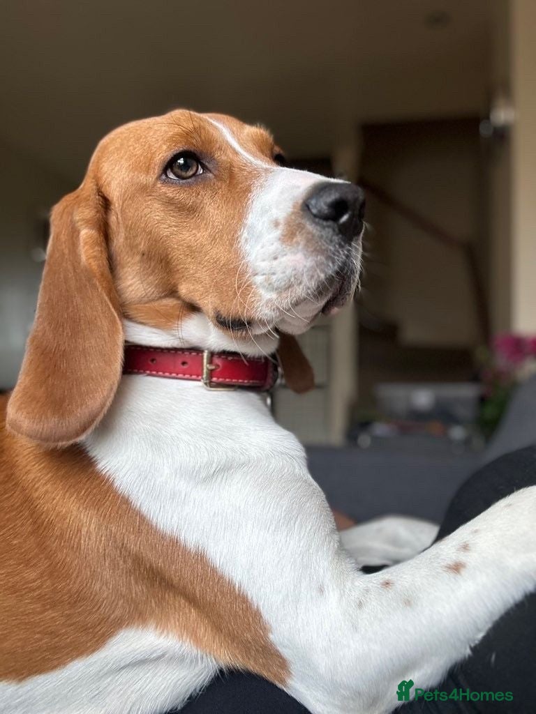 Beagle dogs Teo wants his forever home - Advert 1