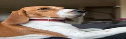 Beagle dogs for sale: Teo wants his forever home - Advert 1