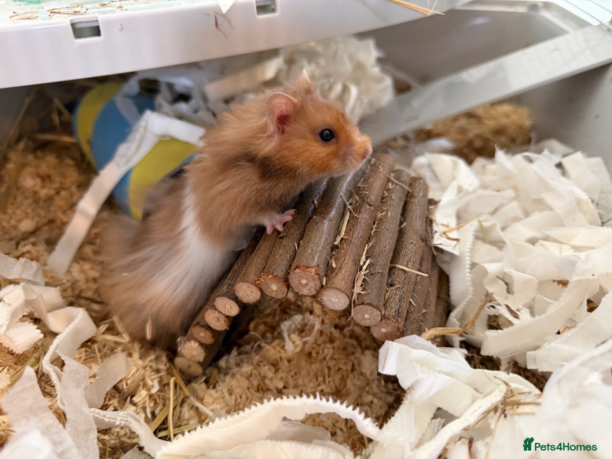 Hamster rodents for sale: Syrian hamster  in Shaftesbury - Advert 1