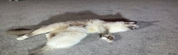 Ragdoll cats for sale: Blue GCCF pedigree Ragdoll kittens - Advert 24