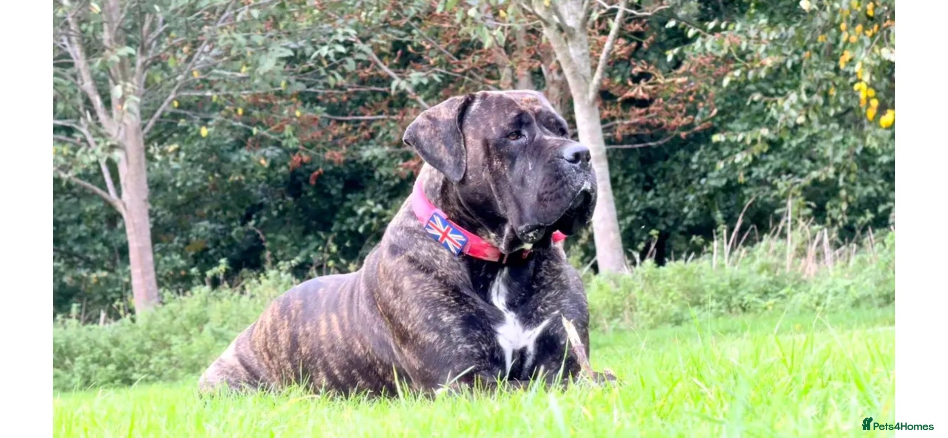 Cane Corso dogs Beautiful cane corso puppies due soon! RESERVE NOW - Advert 3
