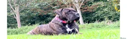 Cane Corso dogs for sale: Beautiful cane corso puppies due soon! RESERVE NOW - Advert 1