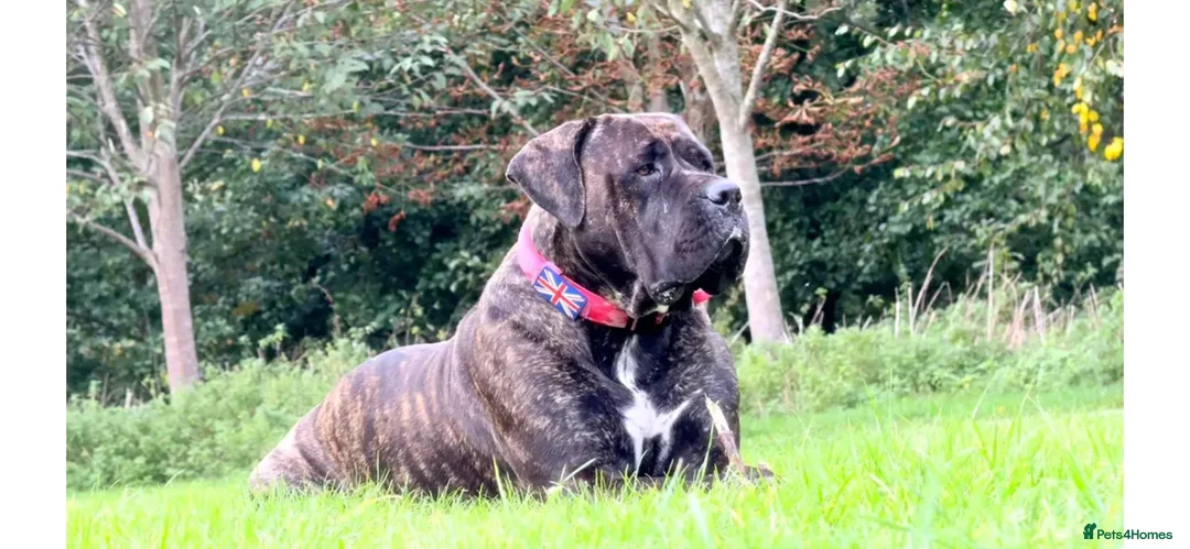 Cane Corso dogs for sale: Beautiful cane corso puppies due soon! RESERVE NOW - Advert 1