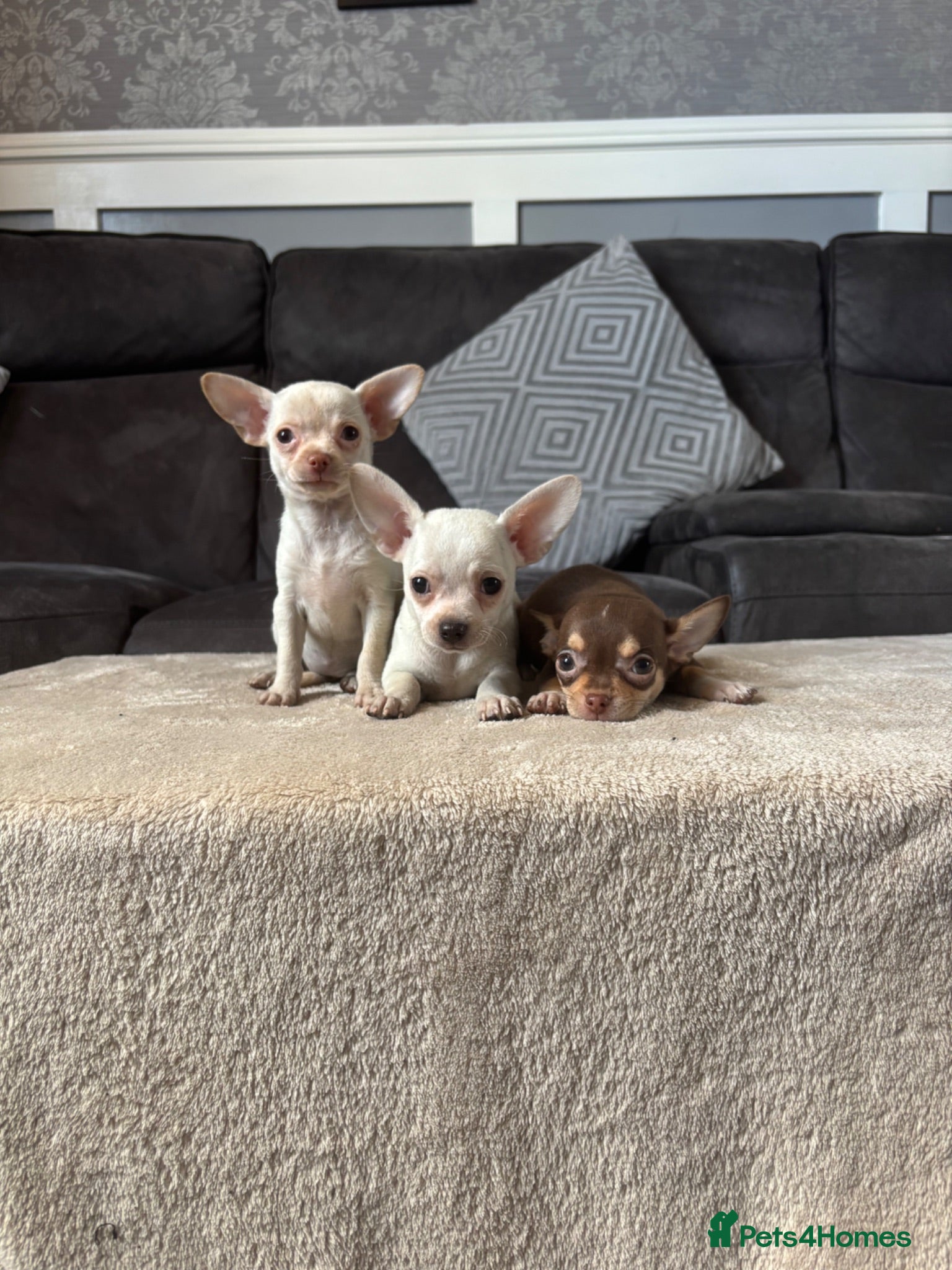 Chihuahua dogs Chihuahua puppy’s  - Advert 1