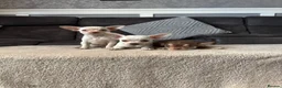 Chihuahua dogs for sale: Chihuahua puppy’s  - Advert 16