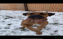 Mixed Breed dogs for sale: Mastiff puppies - Image 16