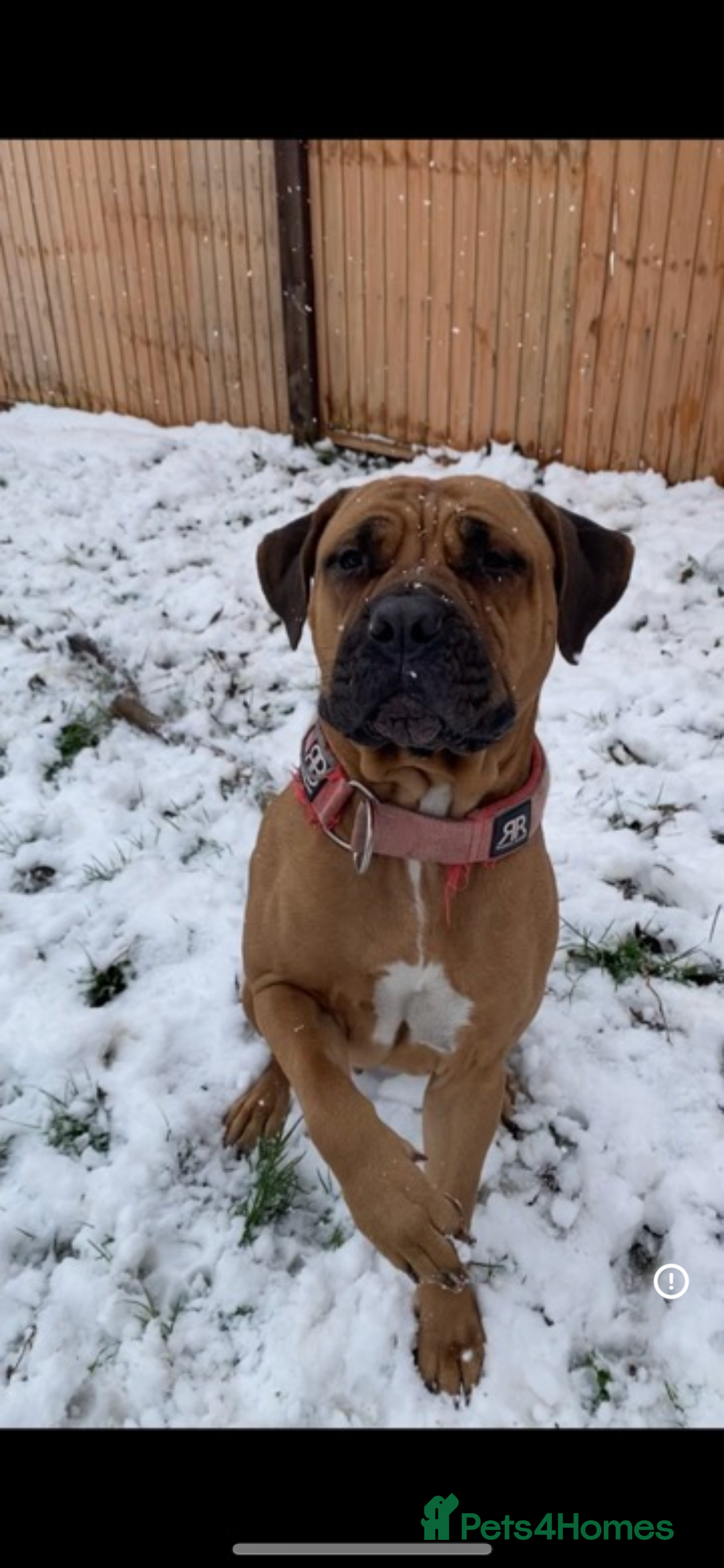 Mixed Breed dogs for sale: Mastiff puppies - Image 16