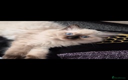 Ragdoll cats for sale: Beautiful Chocolate Point Ragdoll X Persian - Image 1