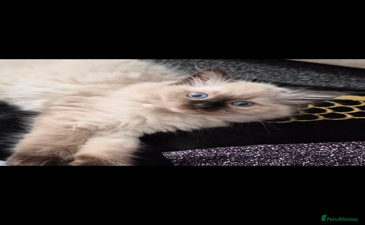 Ragdoll cats - Advert 1