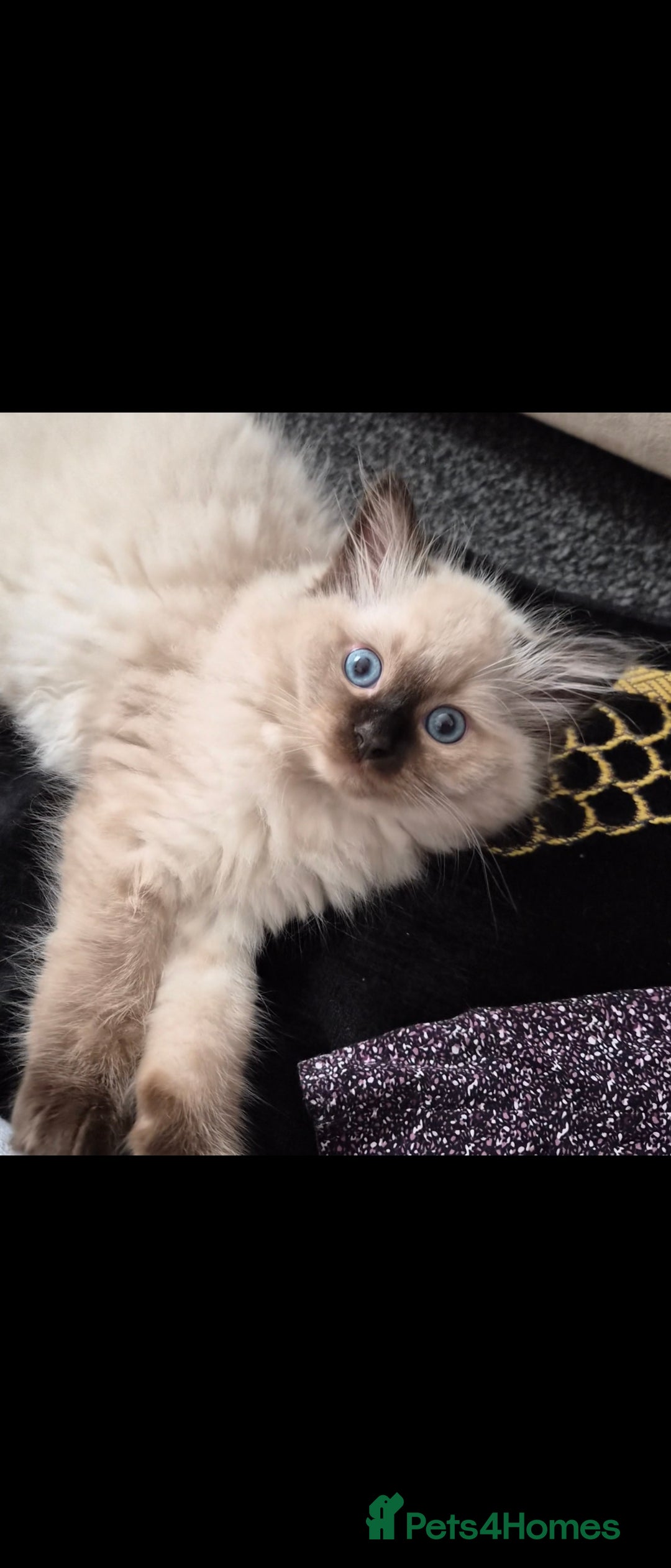 Ragdoll cats for sale: Beautiful Chocolate Point Ragdoll X Persian - Image 1